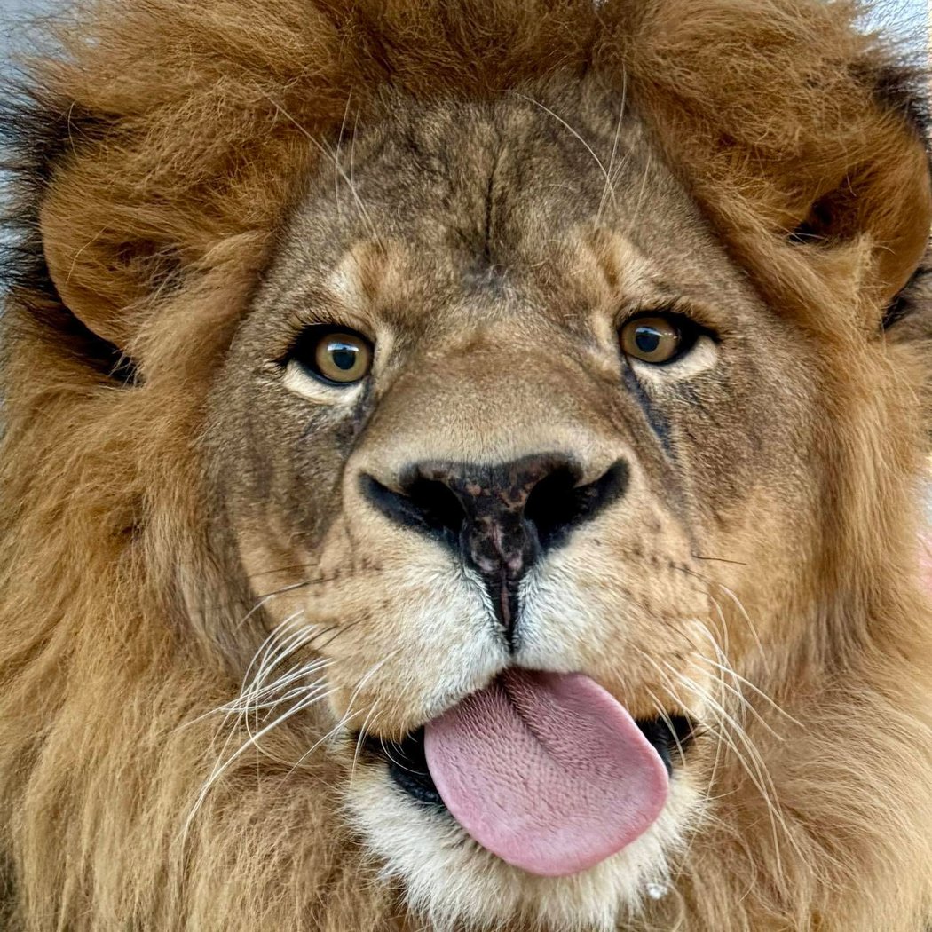 Lion Habitat Ranch inc 1